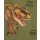 Dino World Jogginganzug Dinosaurier T-Rex Stay Wild London Green